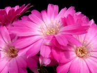 Thumbnail of 0723_Lobivia winteriana_20120519_03(1).JPG